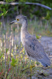 Lesser Yellowleg