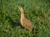 Roerdomp 1