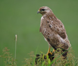 Buizerd 2