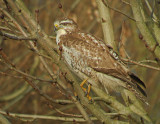 Buizerd 3