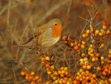 Roodborst 1