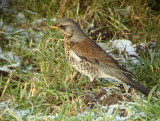 Kramsvogel 1