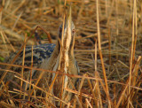 Roerdomp 3