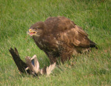 Buizerd 4