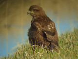 Buizerd 6