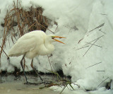 Grote Zilverreiger 3