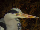 Blauwe Reiger 2