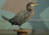 Aalscholver 3