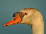 Knobbelzwaan 1