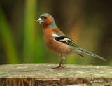 Vink 1