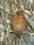 Vink 2