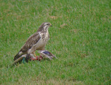 Buizerd 7
