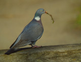 Houtduif 1
