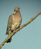Houtduif 2