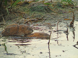 Muskusrat 1