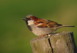 Huismus 1