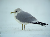 Stormmeeuw 1