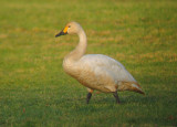 Kleine Zwaan 1