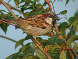 Huismus 2