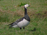 Brandgans 1