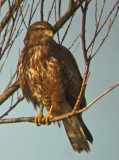 Buizerd 9