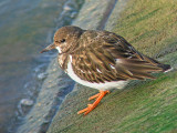 Steenloper 2