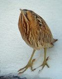 Roerdomp 22