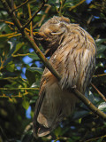 Ransuil 5