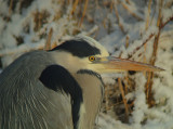 Blauwe Reiger 4