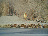 Ooievaar in winters sfeertje