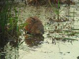 Muskusrat 2