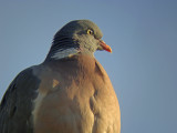 Houtduif 4