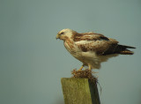Buizerd 10