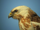 Buizerd 12