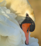 Knobbelzwaan 6