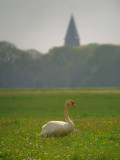 Knobbelzwaan 7