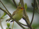 Spotvogel 1