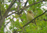 Spotvogel 2