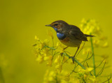 Blauwborst 4