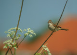 Grasmus 1
