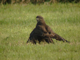 Buizerd 13