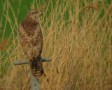 Buizerd 14