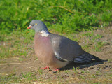 Houtduif 6