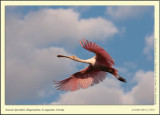 _DSC4322cs.jpg