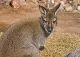 Wallaby