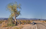 Shoe tree on Route 66