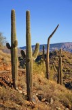 Saguaro on Go John Trail