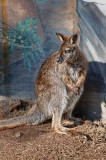 Wallaby