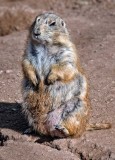 Black-tailed Prairie Dog