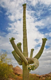 Old saguaro